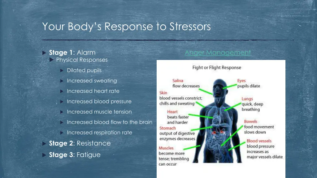 your body s response to stressors