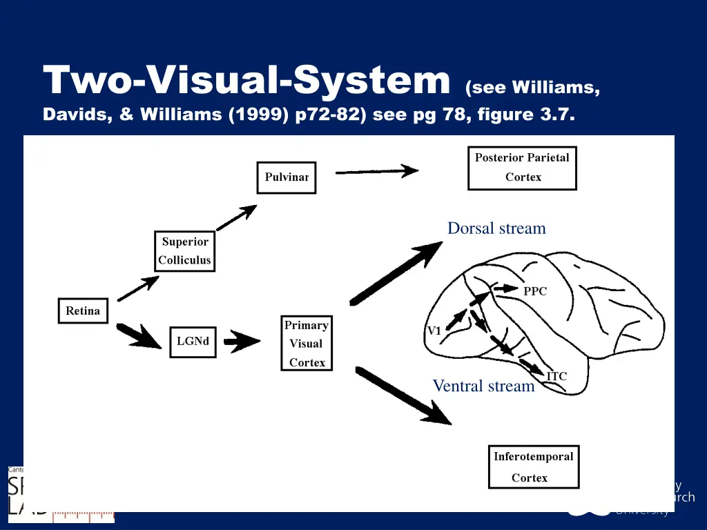two visual system see williams davids williams