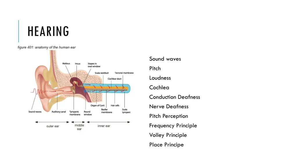 hearing
