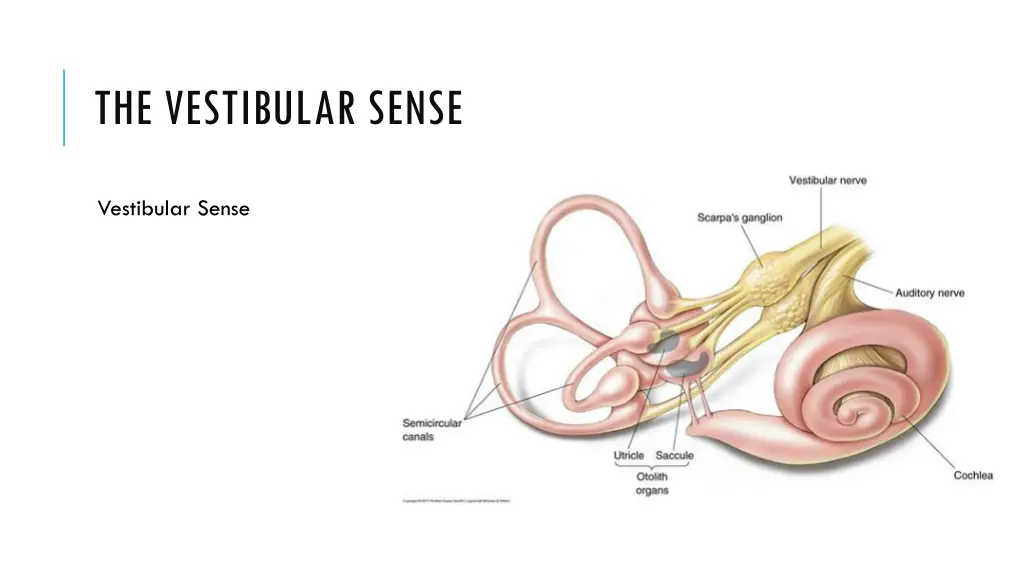 the vestibular sense