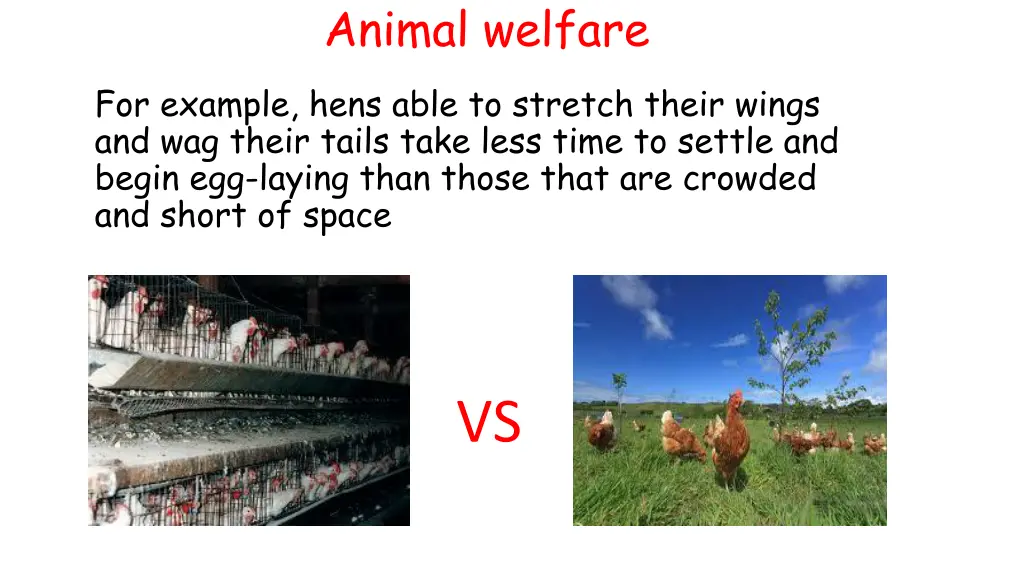 animal welfare 1