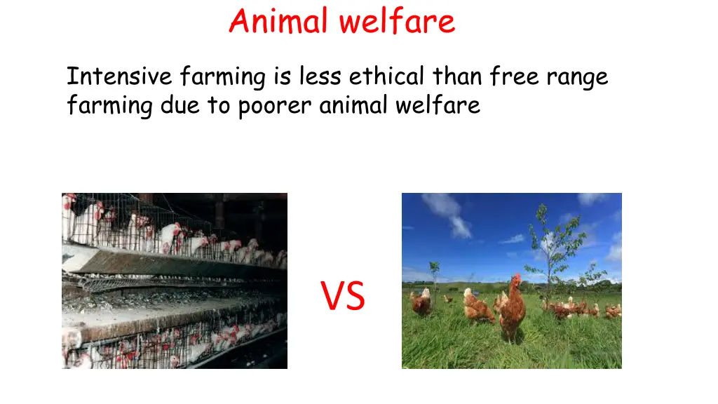 animal welfare 2