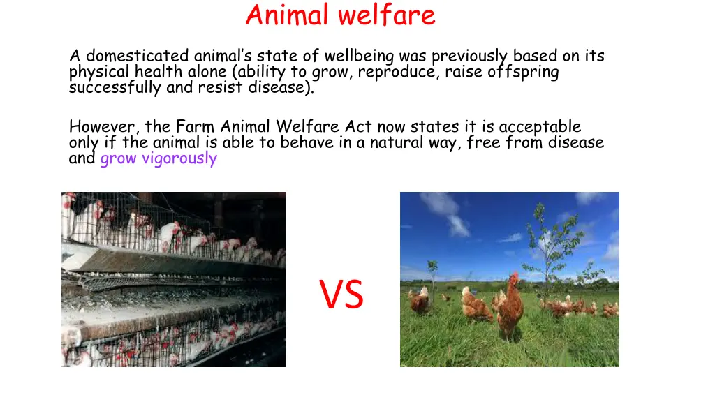 animal welfare