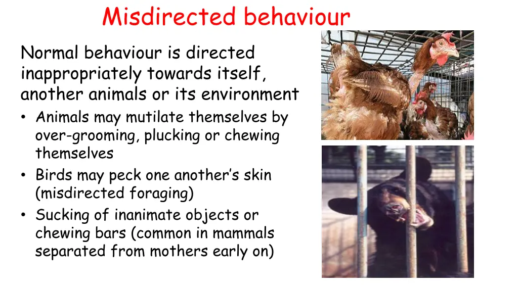 misdirected behaviour normal behaviour