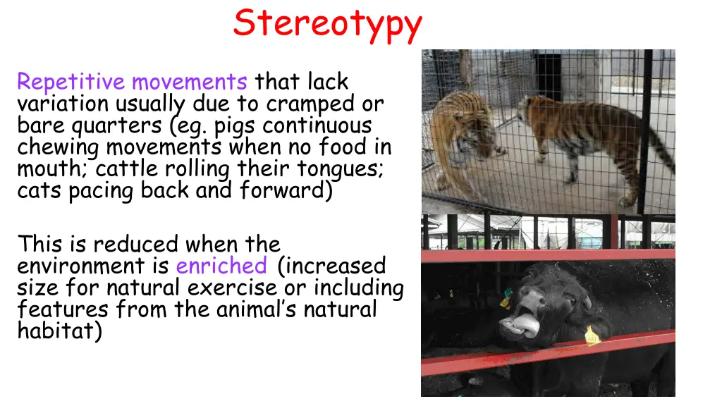 stereotypy