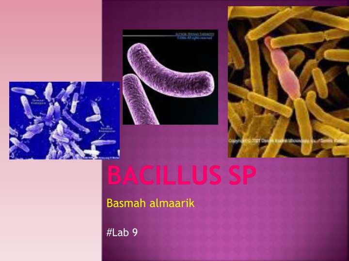 bacillus sp
