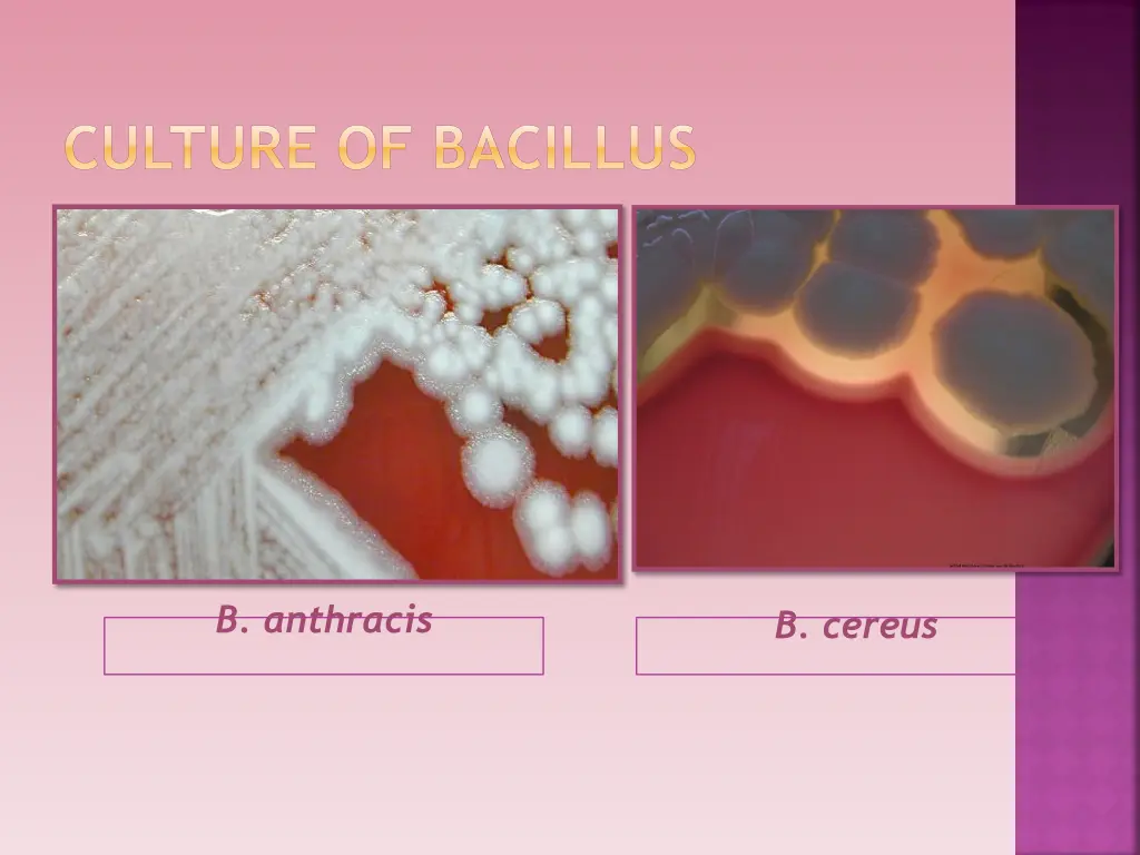 culture of bacillus 1
