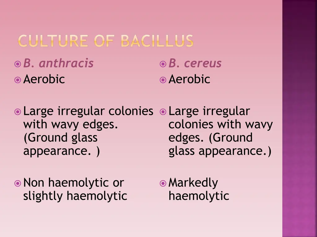 culture of bacillus