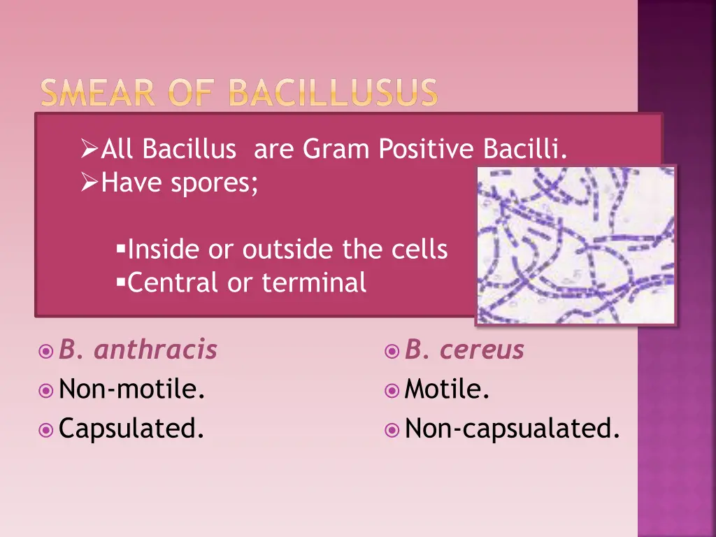 smear of bacillusus