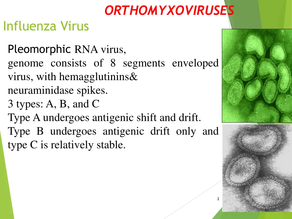 orthomyxoviruses