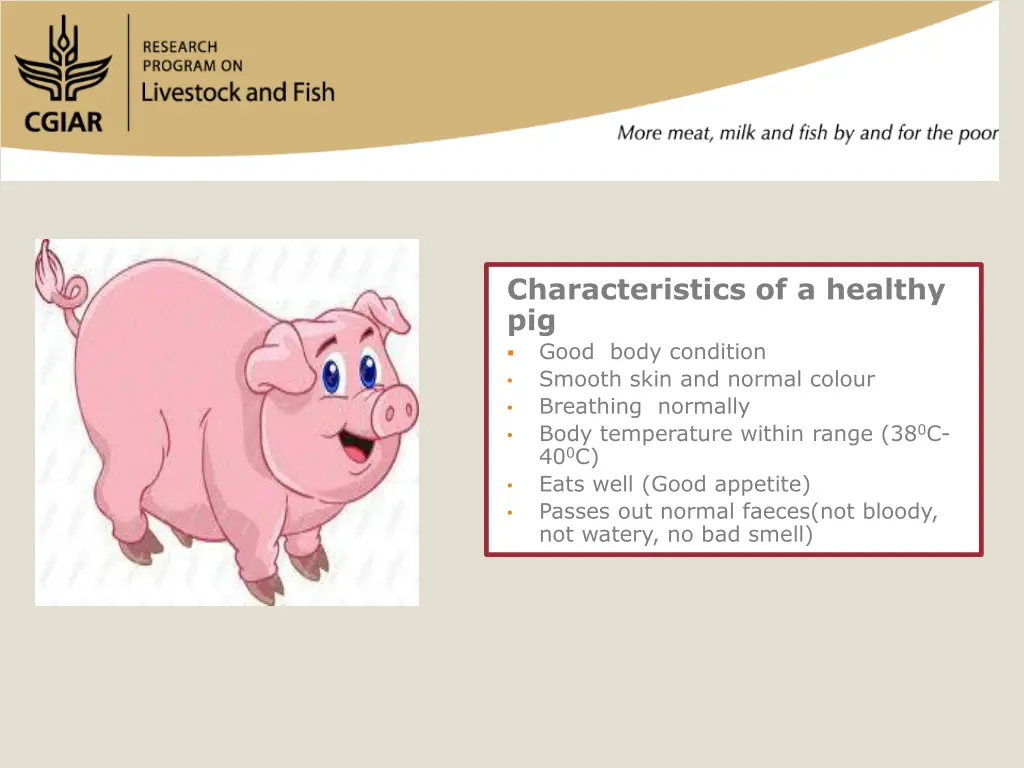 characteristics of a healthy pig good body
