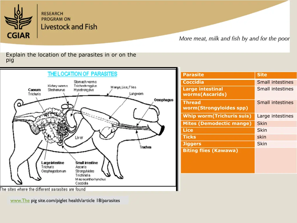 explain the location of the parasites