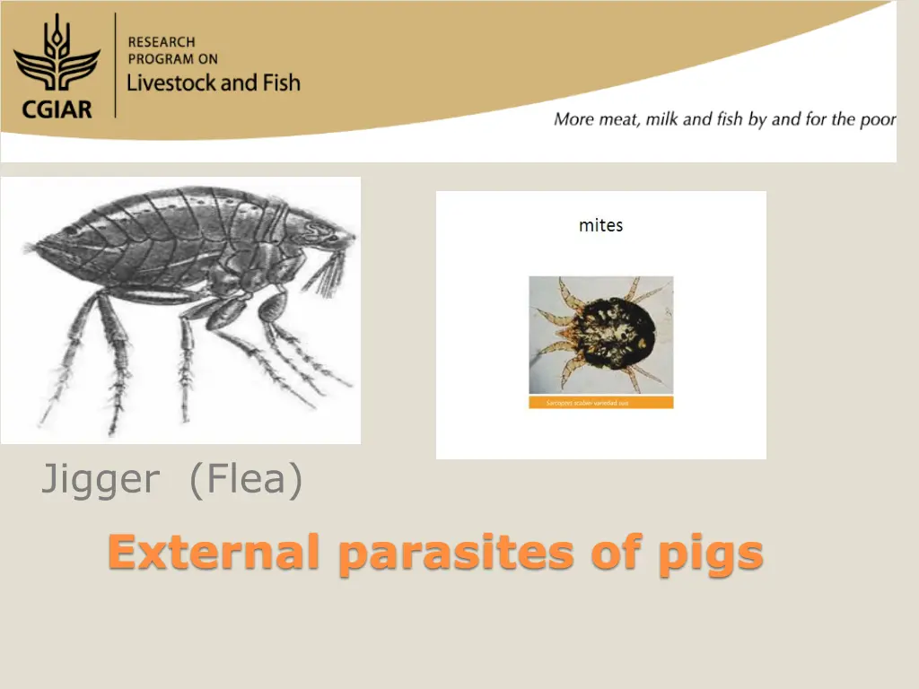 jigger flea external parasites of pigs