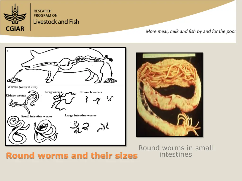 round worms in small intestines