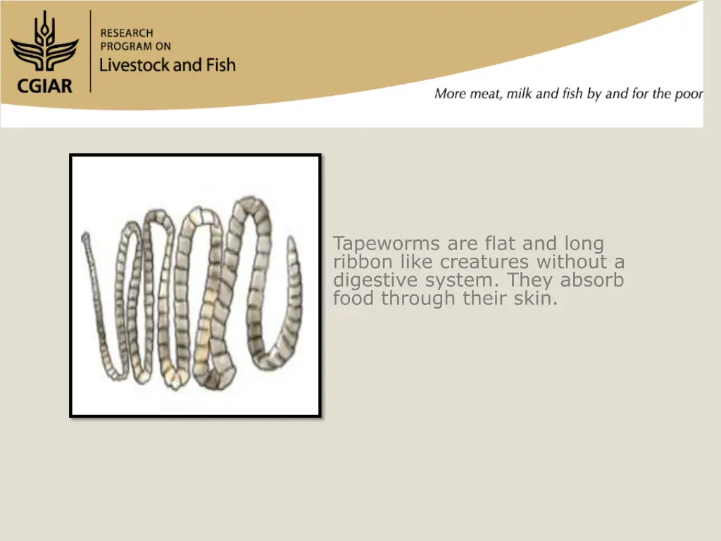 tapeworms are flat and long ribbon like creatures