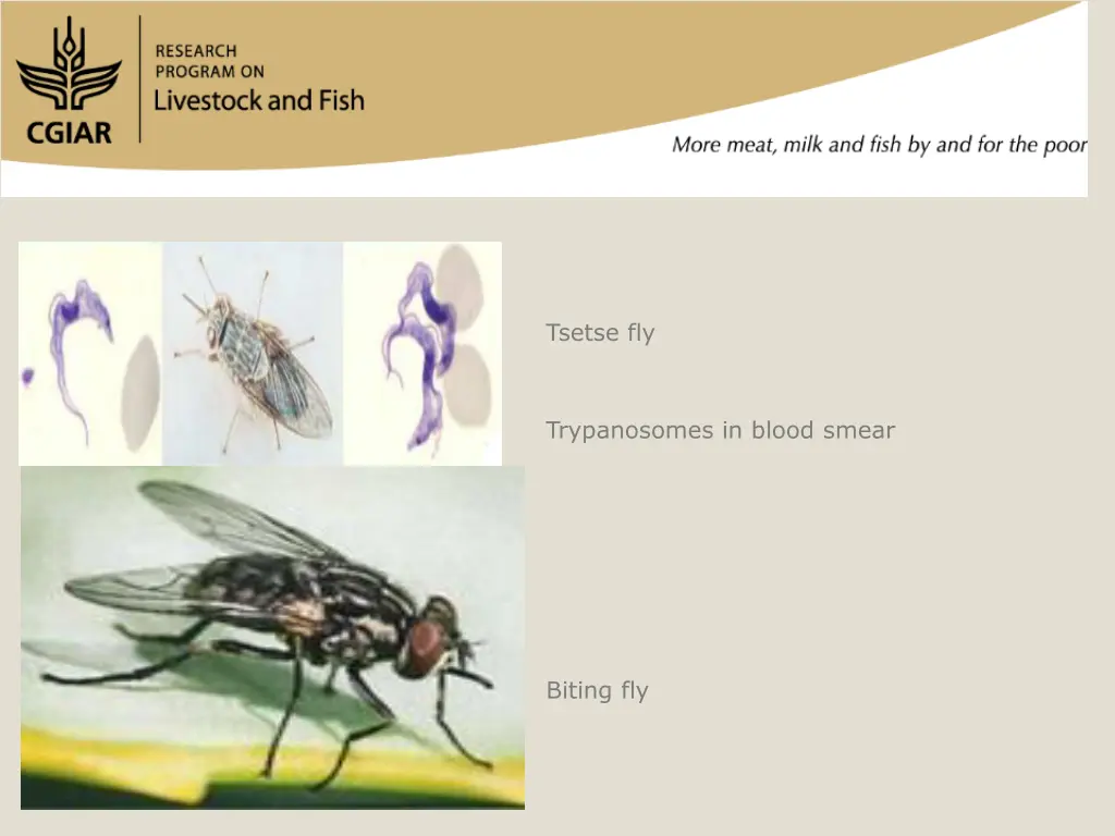 tsetse fly