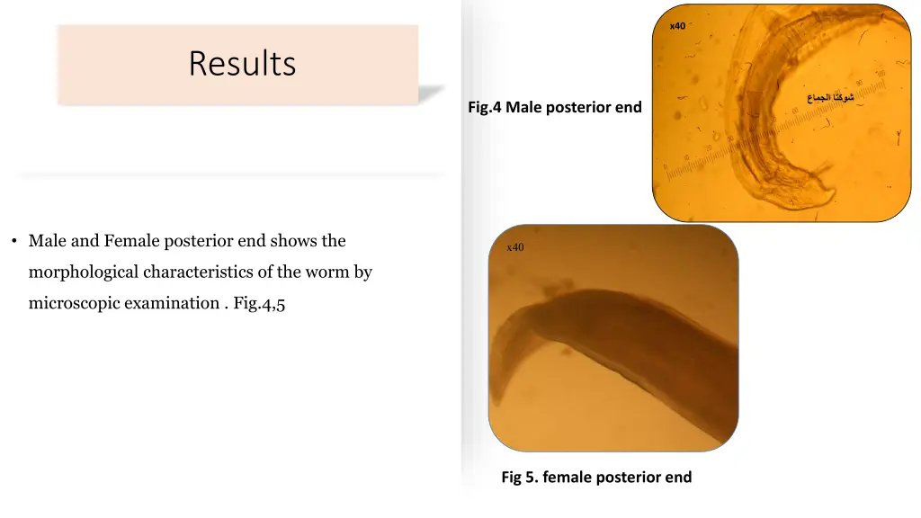 slide11