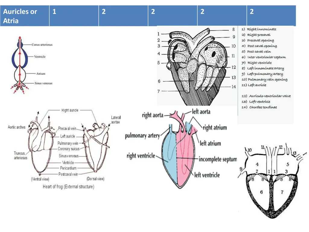 auricles or atria