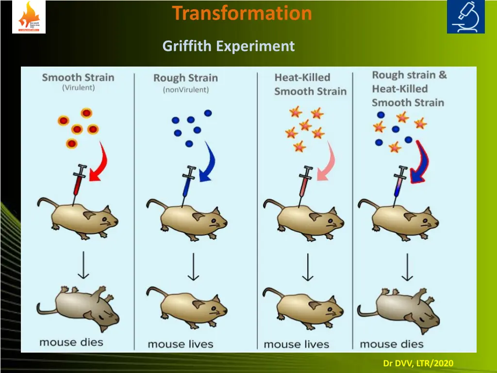 transformation 1