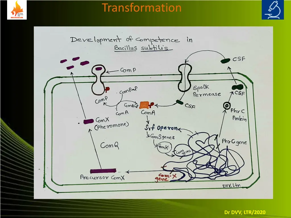 transformation 5