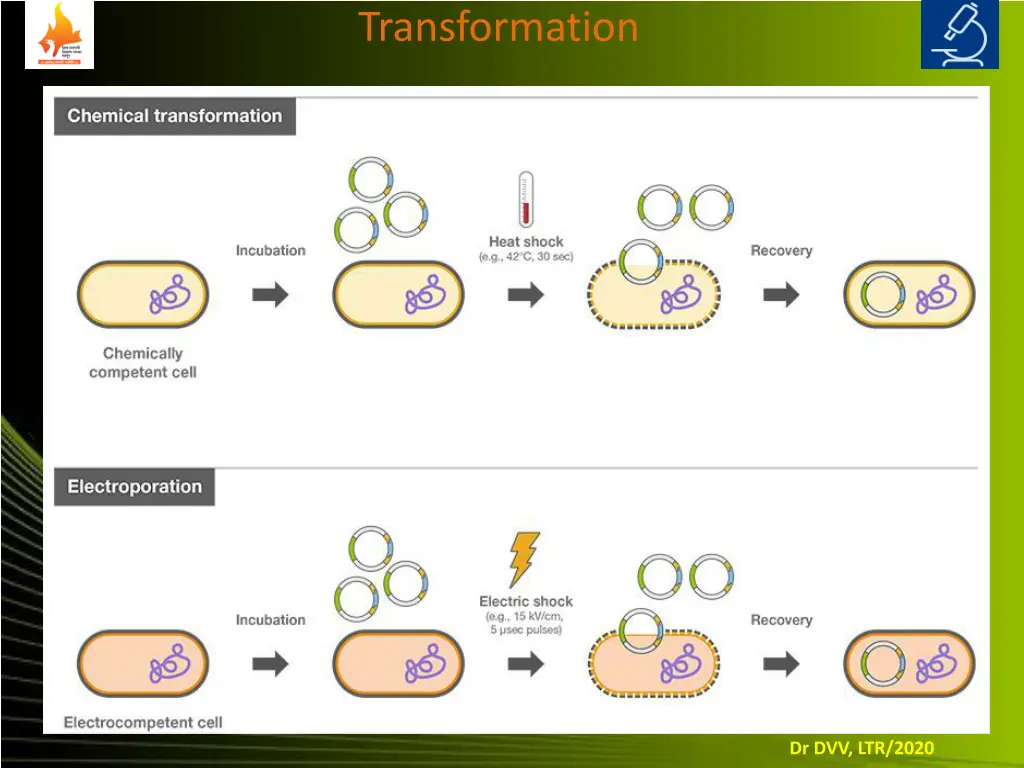transformation 7