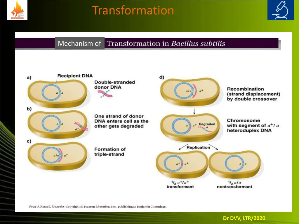 transformation 8