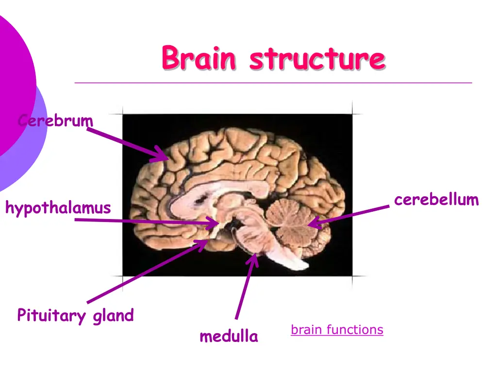 brain structure