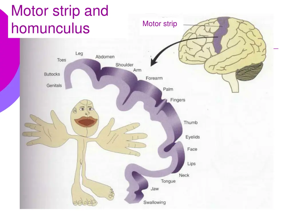 motor strip and homunculus