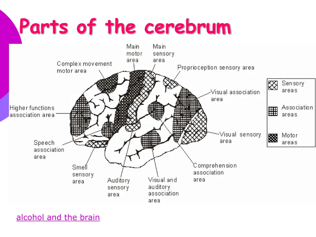 parts of the cerebrum 1
