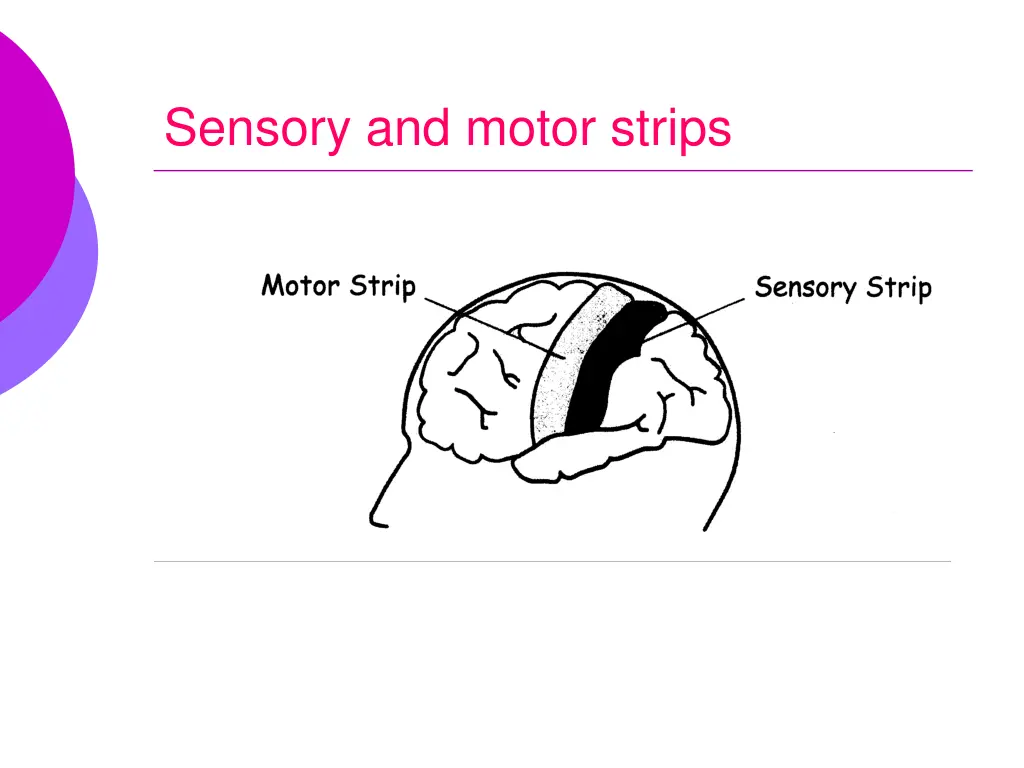 sensory and motor strips