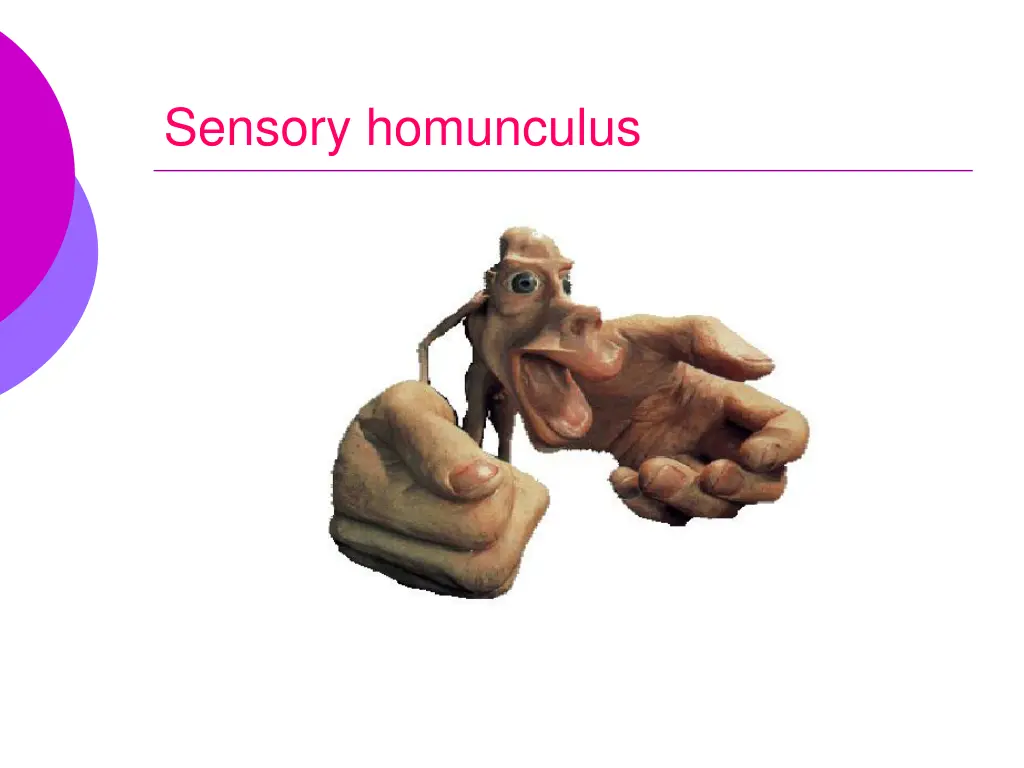 sensory homunculus