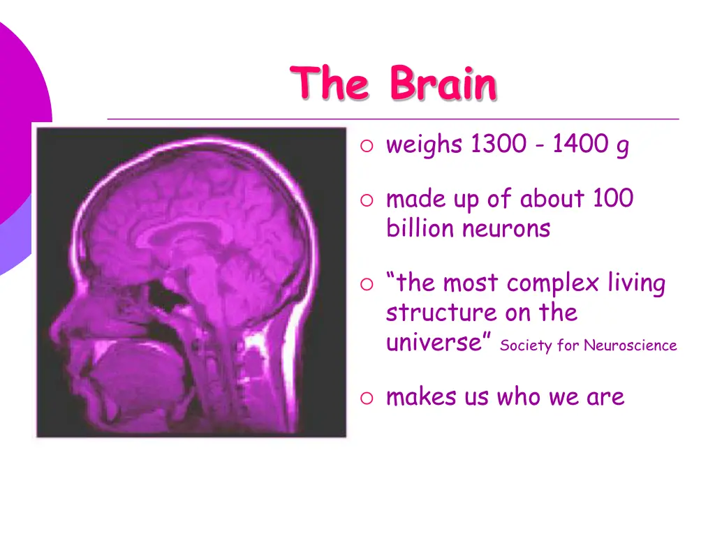 the brain 1
