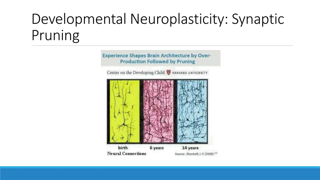 developmental neuroplasticity synaptic pruning