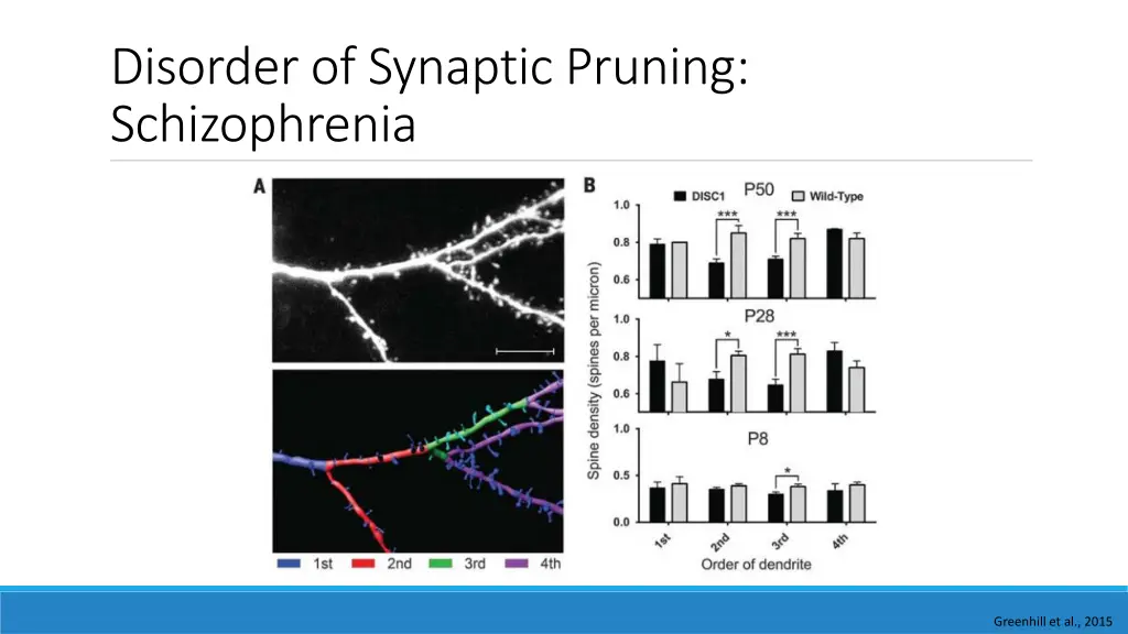 disorder of synaptic pruning schizophrenia