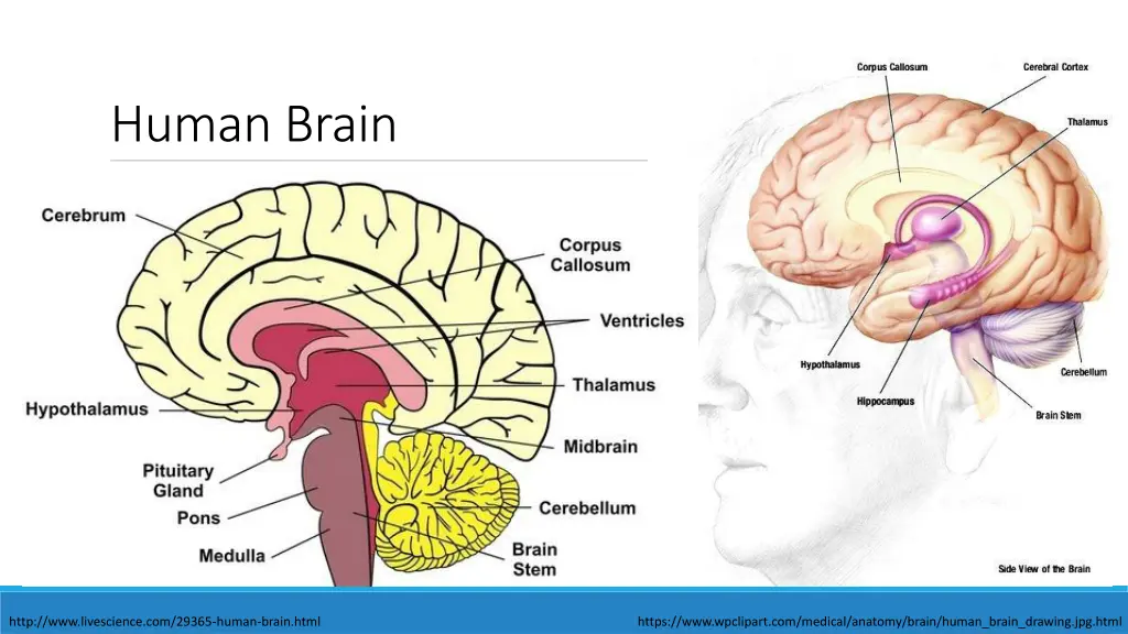 human brain