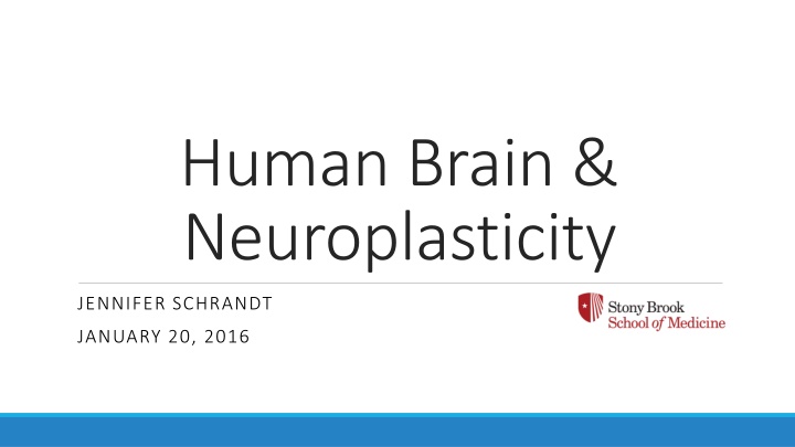 human brain neuroplasticity