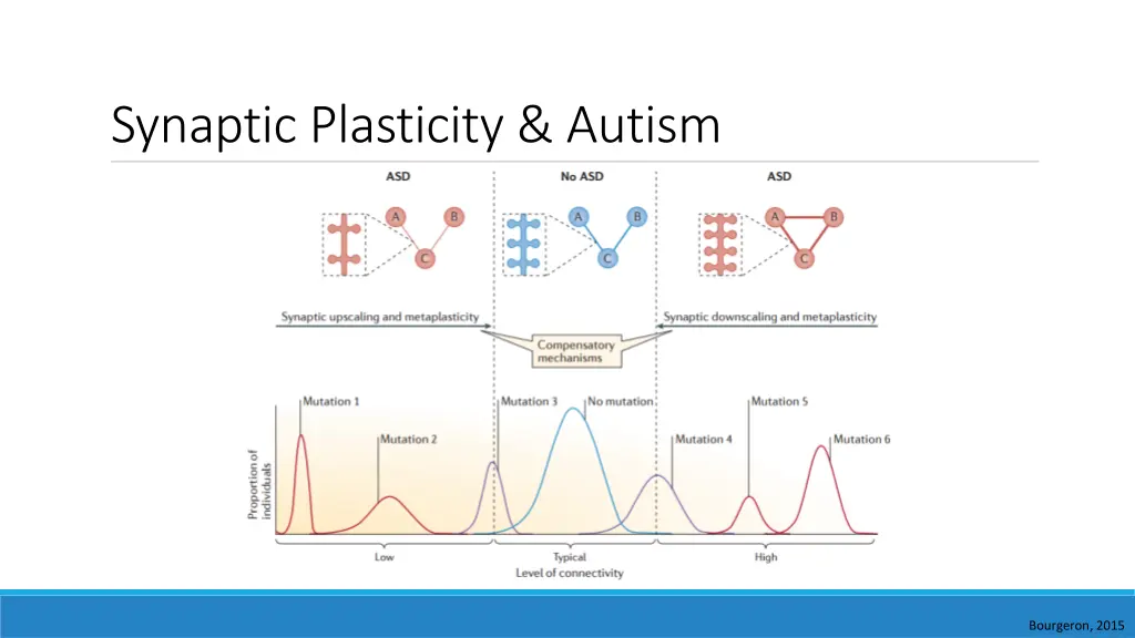 synaptic plasticity autism