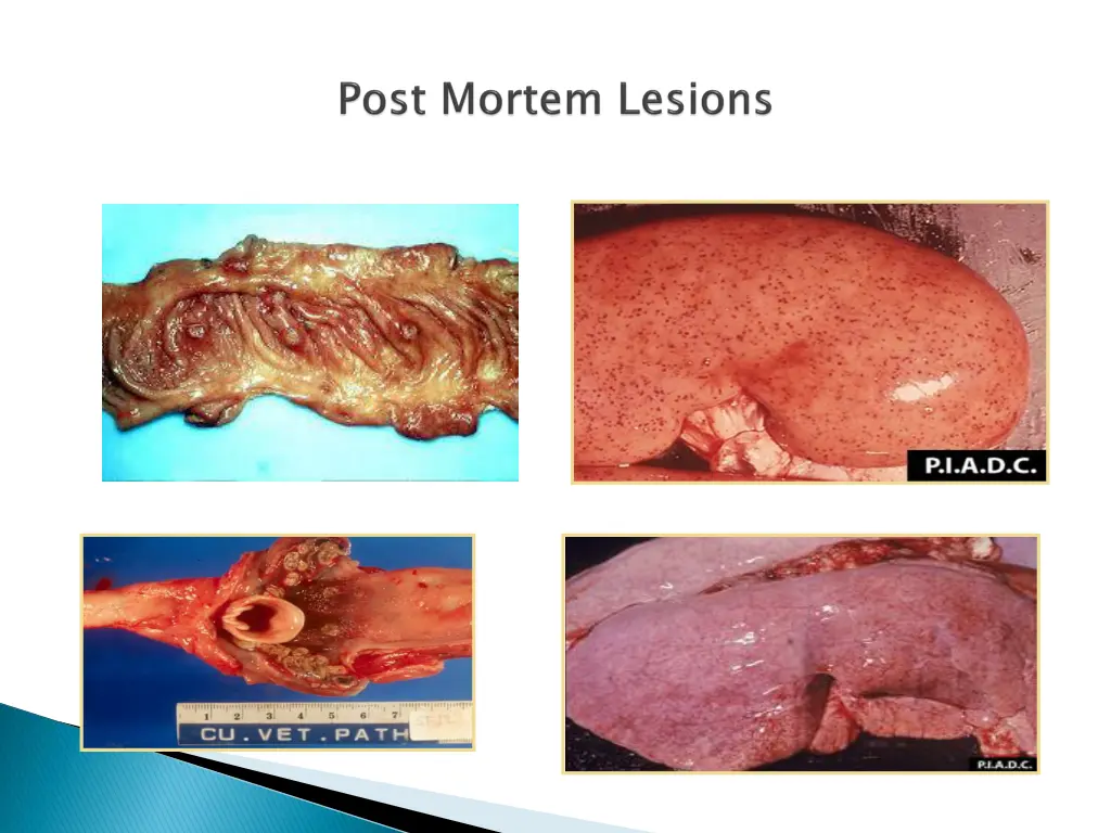 slide12