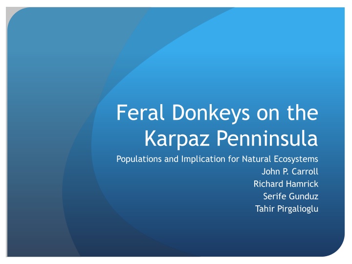 feral donkeys on the karpaz penninsula