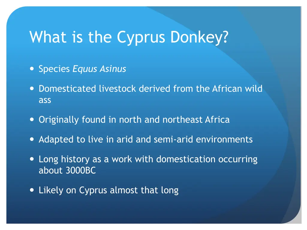 what is the cyprus donkey