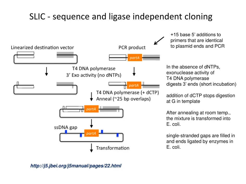 slic sequence and ligase independent cloning