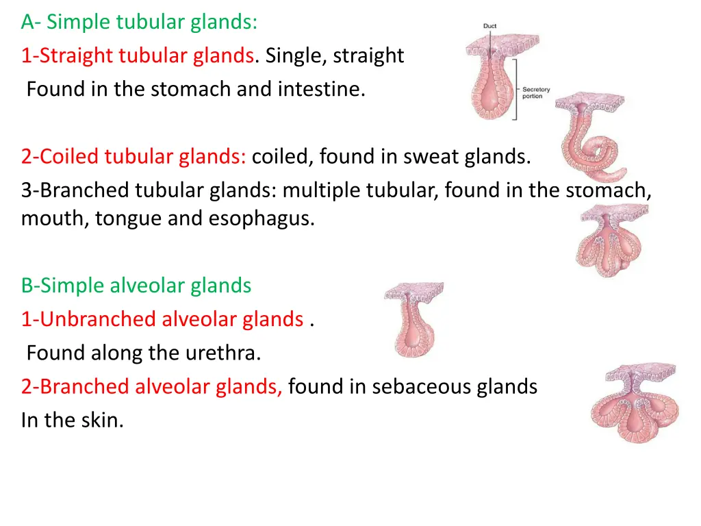 a simple tubular glands 1 straight tubular glands