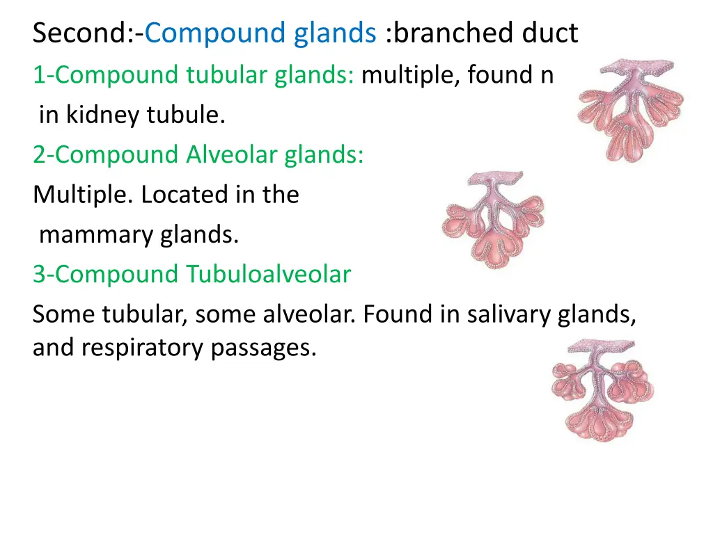 second compound glands branched duct 1 compound