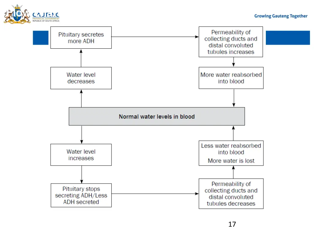 flow chart of osmoregulation