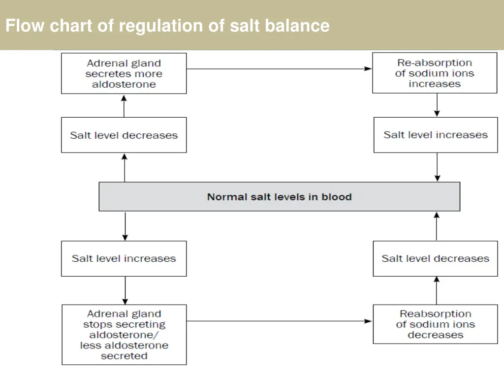 flow chart of regulation of salt balance