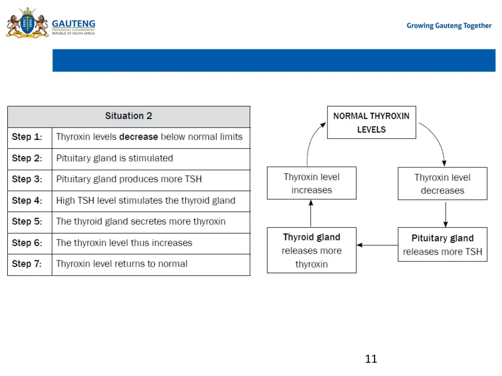 regulation of thyroxin levels in body thyroxin 1