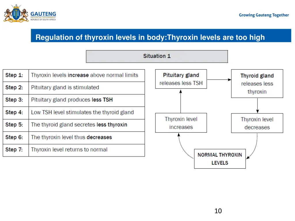 regulation of thyroxin levels in body thyroxin