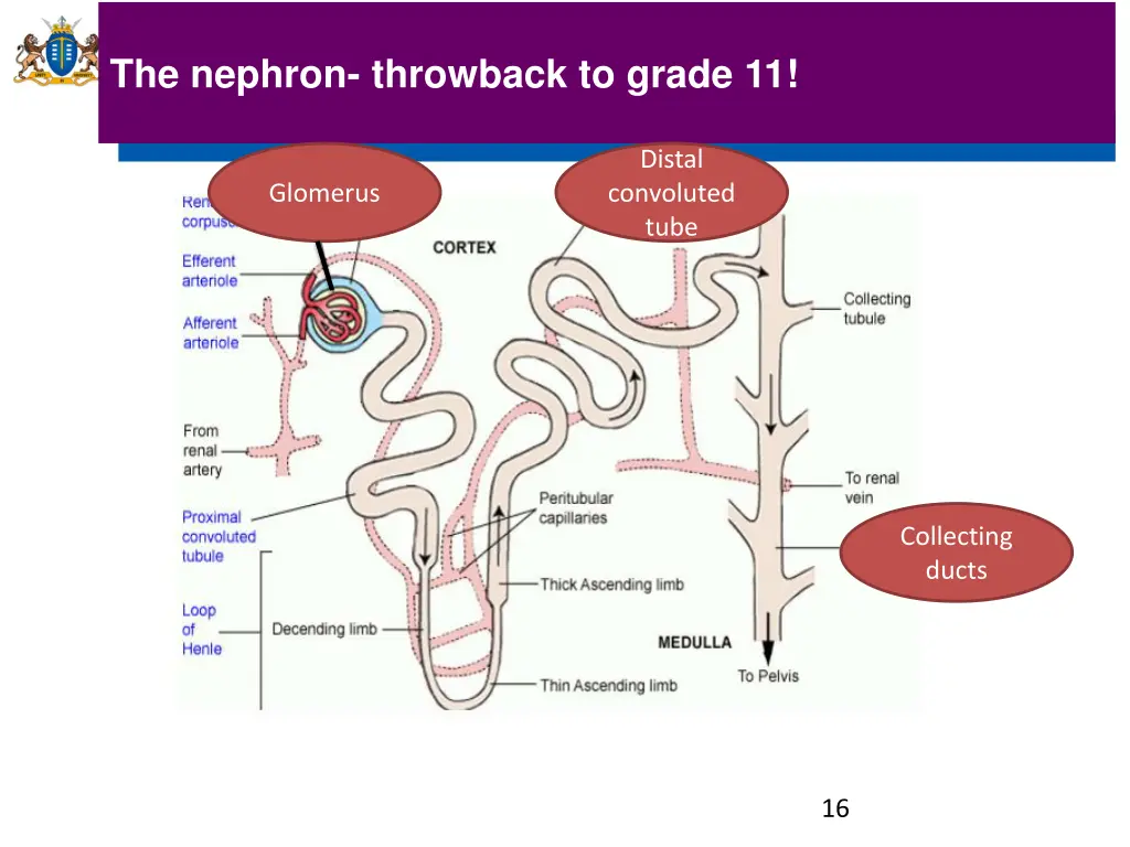 the nephron throwback to grade 11
