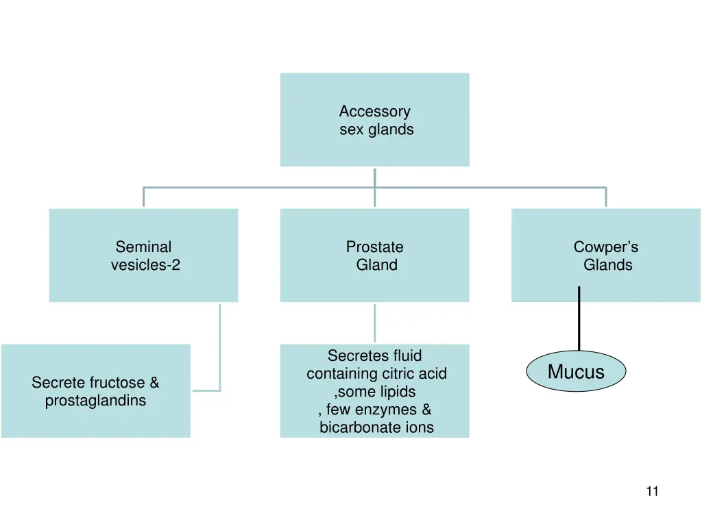 accessory sex glands