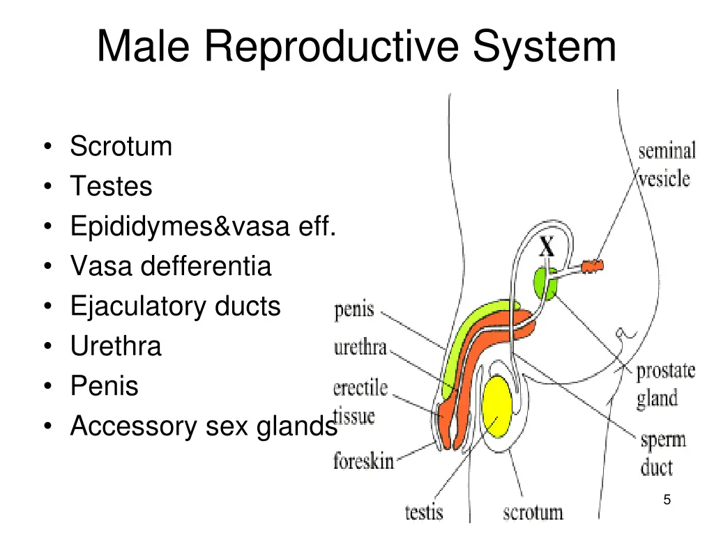 male reproductive system